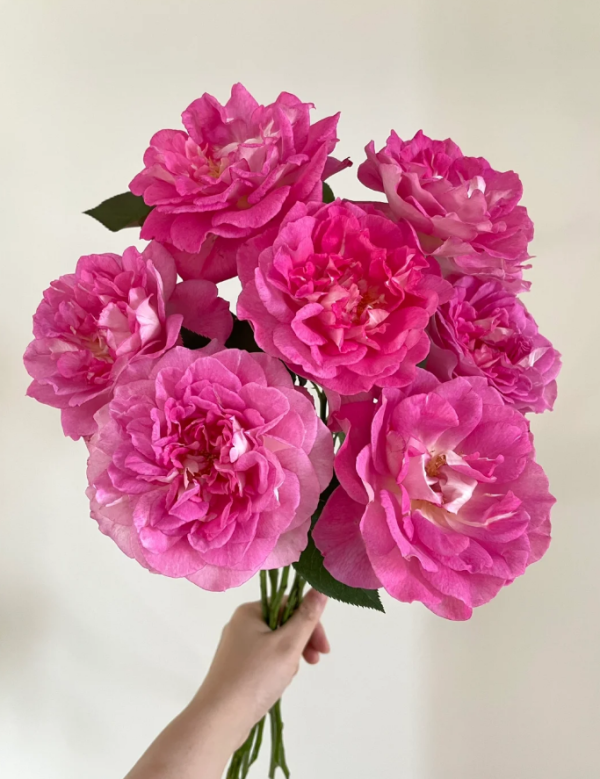 Bornéo Odore Rose丨Your roses