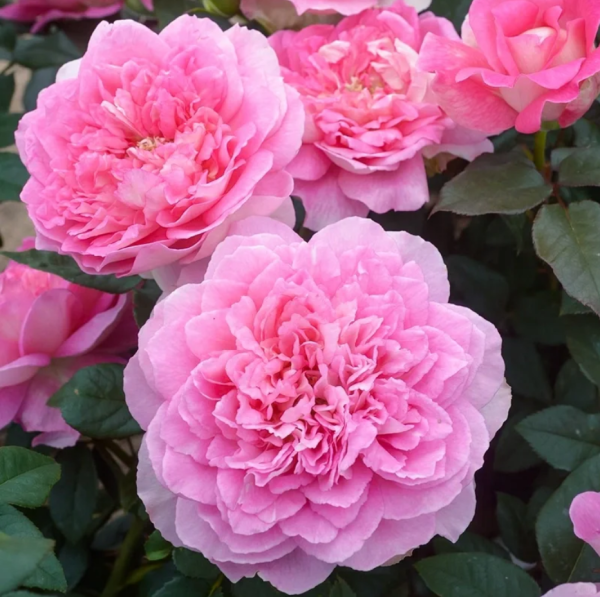 Bornéo Odore Rose丨Your roses