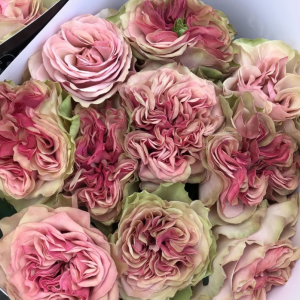 Bourbon Street Rose丨Your roses