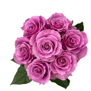 Breathless Rose丨Your roses