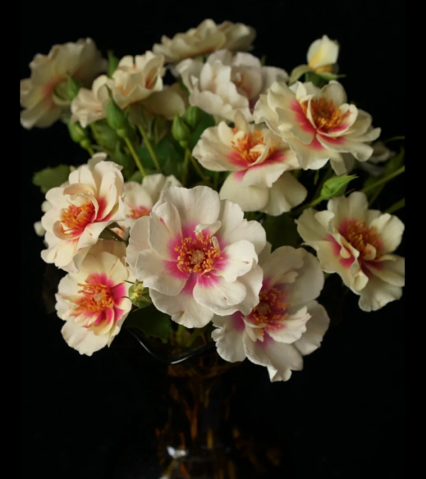 Bull's Eye Roses丨Your roses