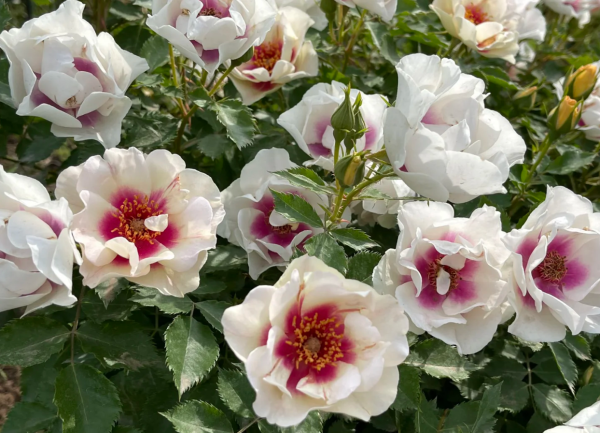 Bull's Eye Rose Plant丨Your roses