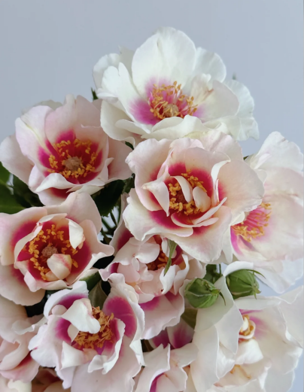 Bull's Eye Rose for sale丨Your roses
