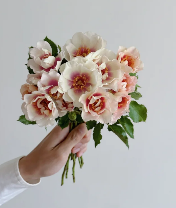 Bull's Eye Rose丨Your roses