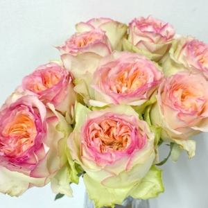 Butterfly Princess Rose丨Your roses