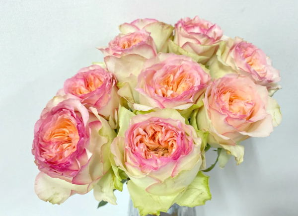 Butterfly Princess Rose丨Your roses