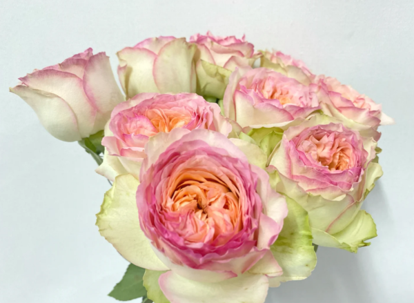 Butterfly Princess Rose plant丨Your roses