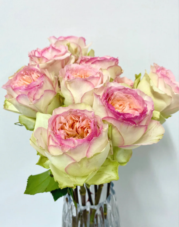 Butterfly Princess Rose for sale丨Your roses