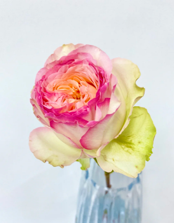 Butterfly Princess Roses丨Your roses