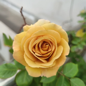 Butterscotch Rose丨Your roses