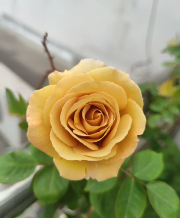 Butterscotch Rose丨Your roses