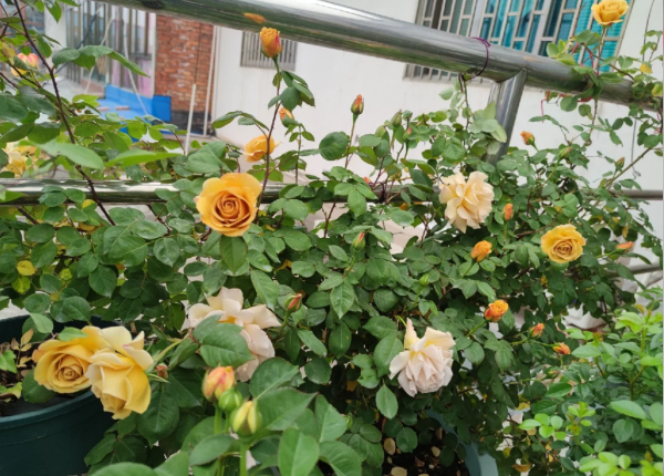 Rose Butterscotch丨Your roses