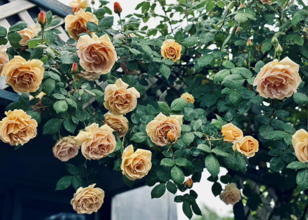 Butterscotch Rosea丨Your roses