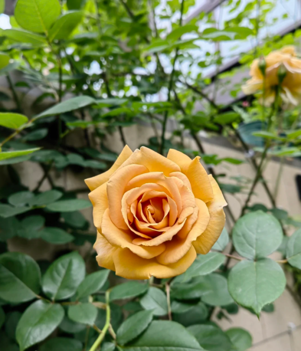 Butterscotch Rose丨Your roses