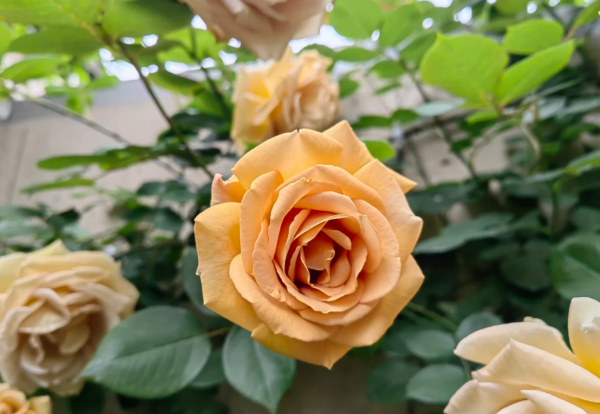 Butterscotch Rose Plant丨Your roses