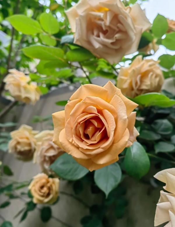 Butterscotch Rose for sale丨Your roses