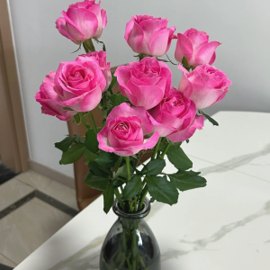 Candy Avalanche Rose bush丨Your roses