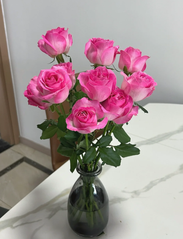 Candy Avalanche Rose bush丨Your roses