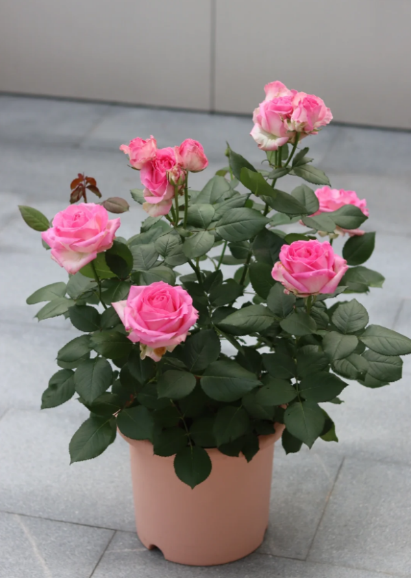 Candy Avalanche Rose for sale丨Your roses
