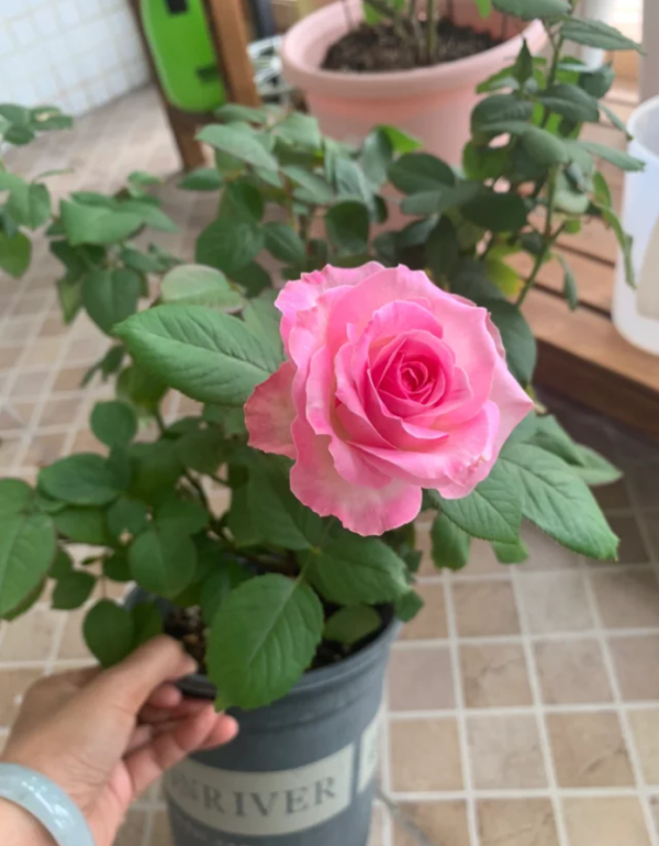 Candy Avalanche Roses丨Your roses