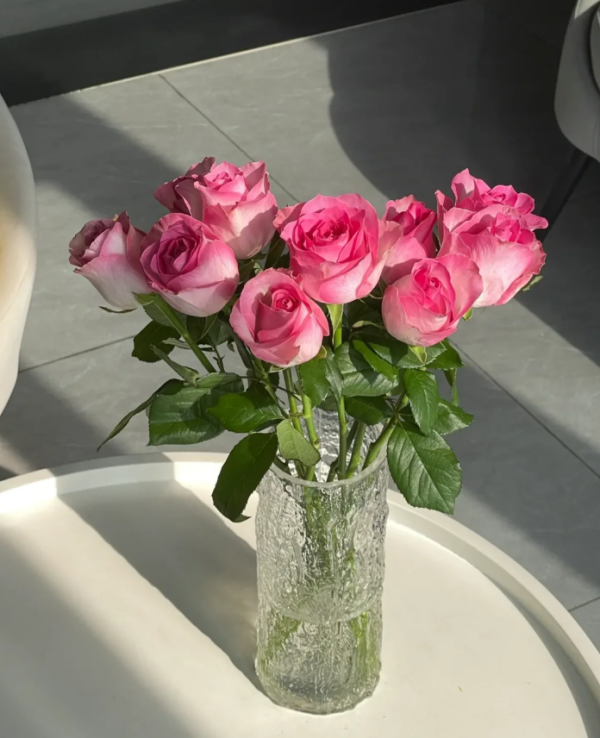 Candy Avalanche Rose Plant丨Your roses
