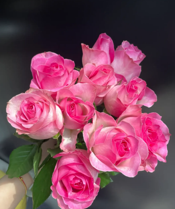 Candy Avalanche Rose丨Your roses