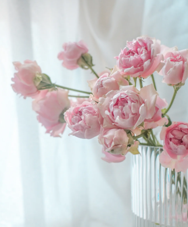 Candy Flow Rose Plant丨Your roses