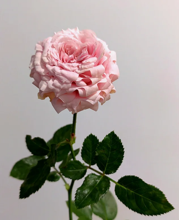 Candy Flow Rose for sale丨Your roses