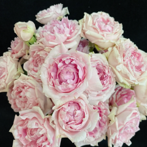 Candy Flow Rose丨Your roses