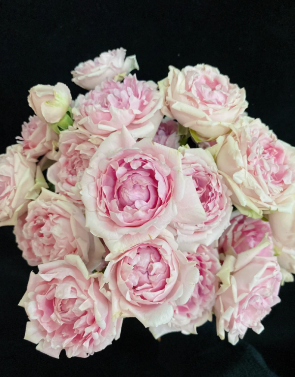 Candy Flow Rose丨Your roses