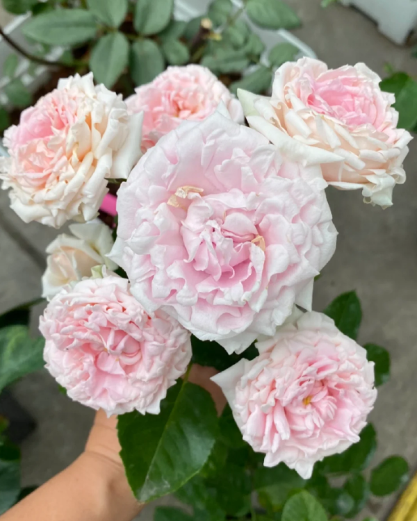 Rose Candy Flow丨Your roses