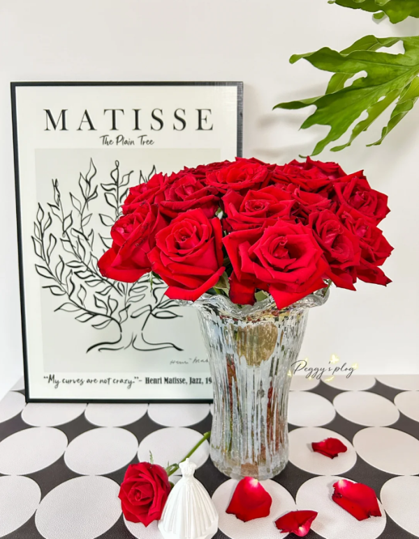 Carola Rose plant丨Your roses