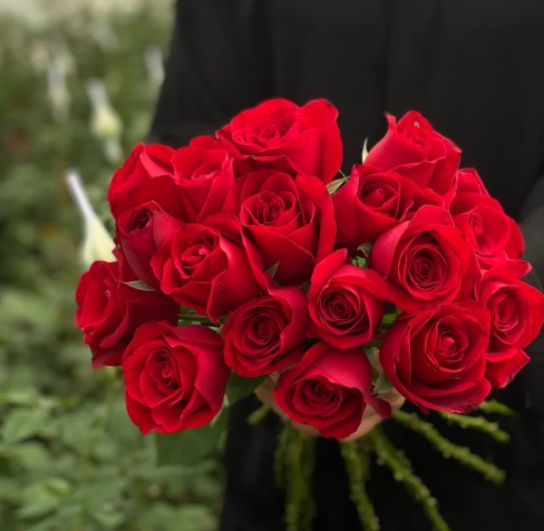 Carola Rose for sale丨Your roses