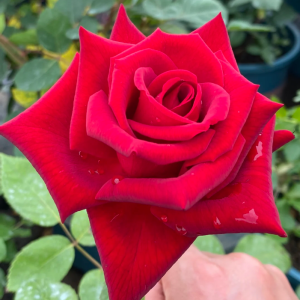 Carola Rose丨Your roses