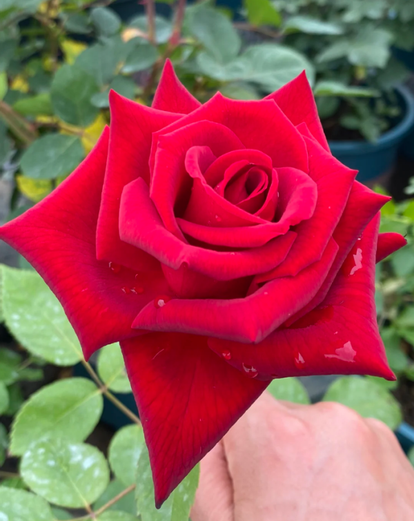 Carola Rose丨Your roses