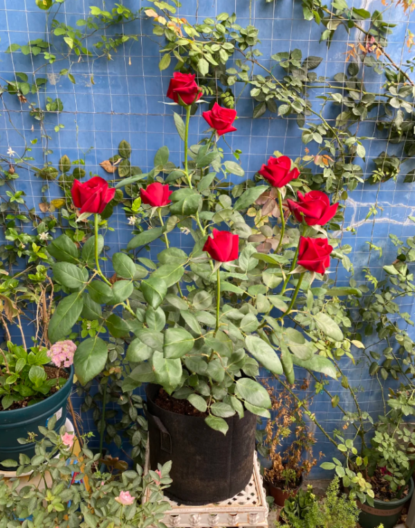 Carola Roses丨Your roses