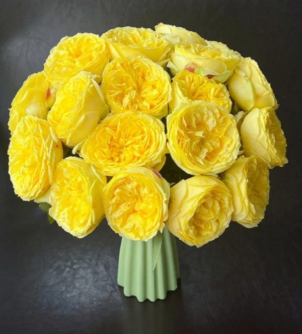 Catalina Rose丨Your roses
