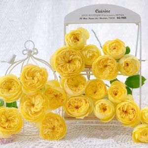 Catalina Rose丨Your roses