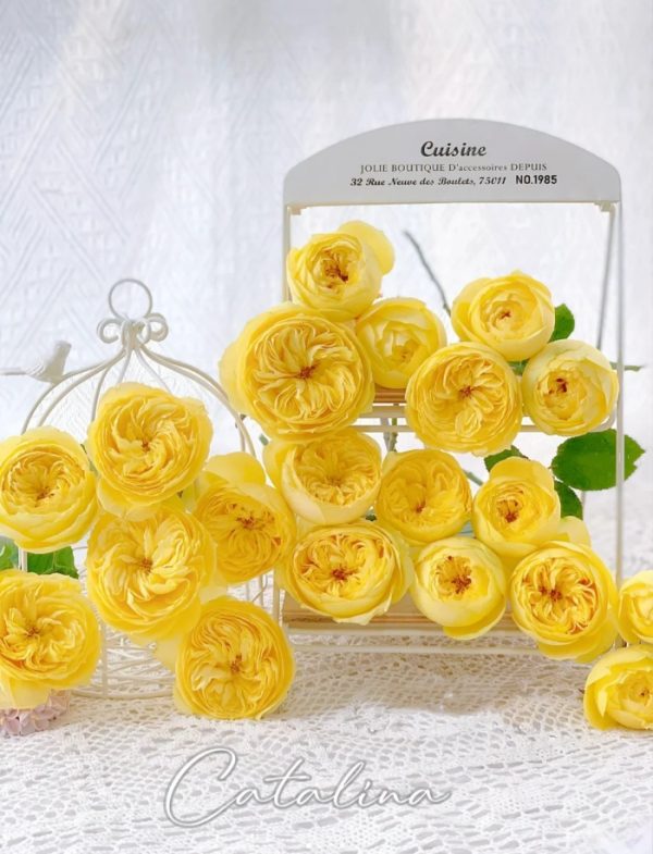 Catalina Rose丨Your roses