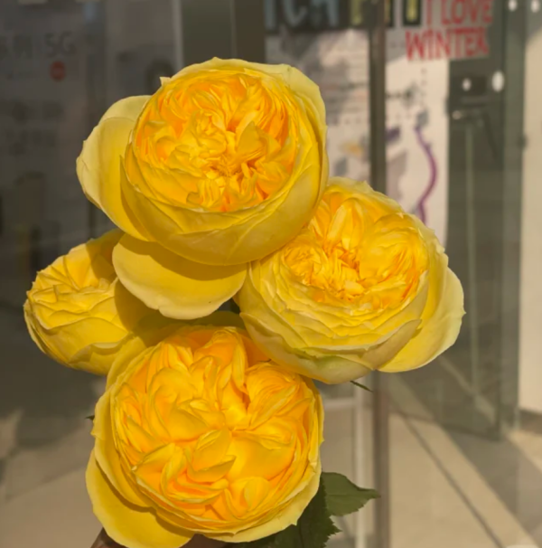 Catalina Rose for sale丨Your roses