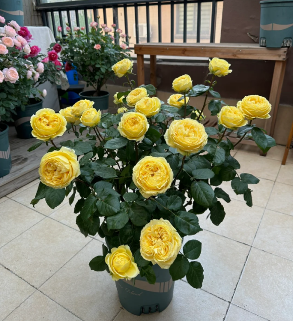 Catalina Roses丨Your roses