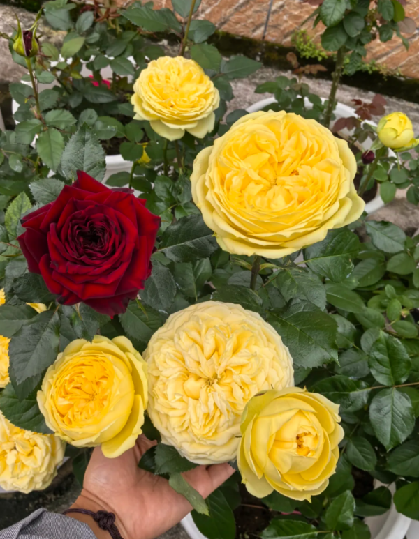 Catalina Rose bush丨Your roses