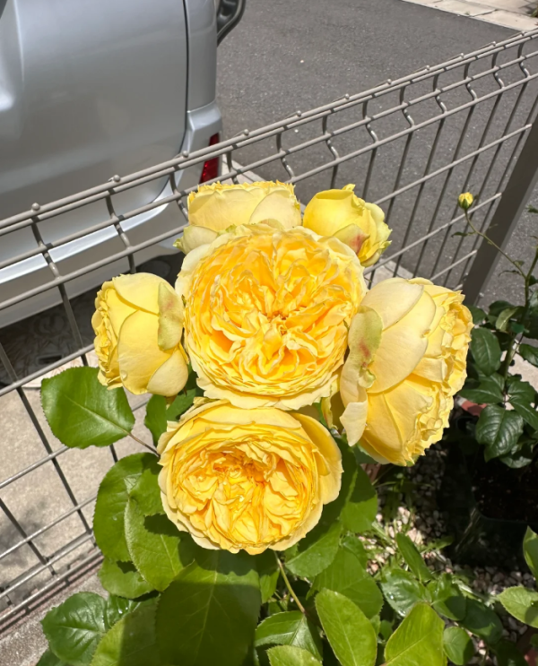 Catalina Rose Plant丨Your roses
