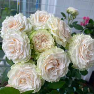Ceramic lace Rose丨Your roses