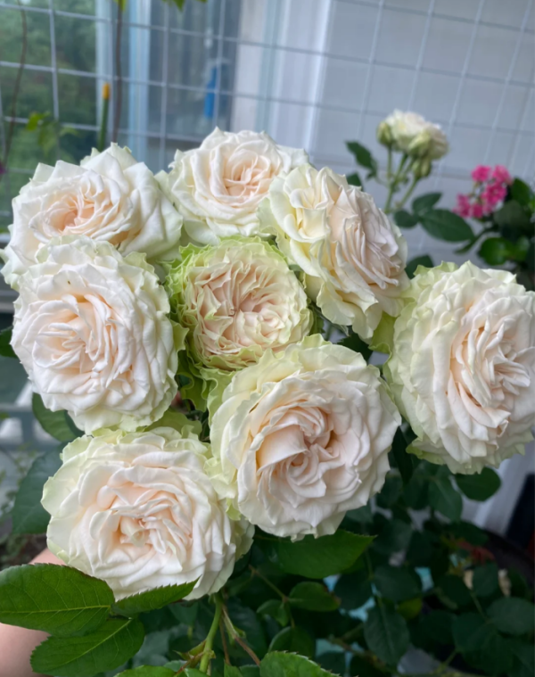 Ceramic lace Rose丨Your roses