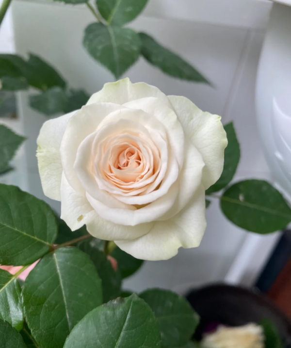 Rose Ceramic lace丨Your roses
