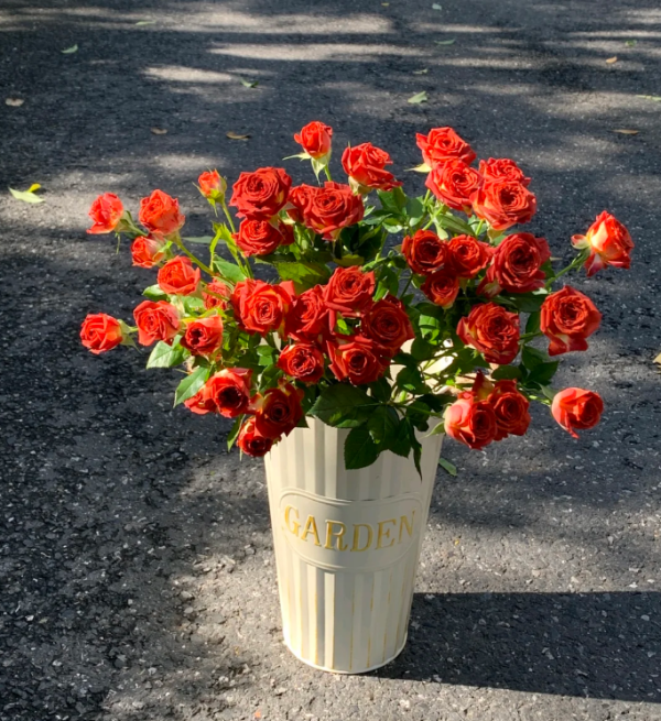 Chocolate Bubbles Rose plant丨Your roses