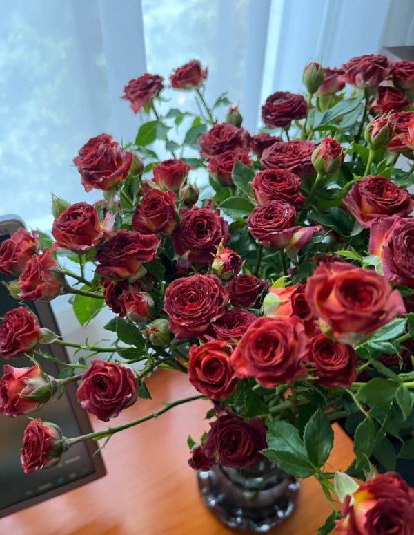 Chocolate Bubbles Rose for sale丨Your roses