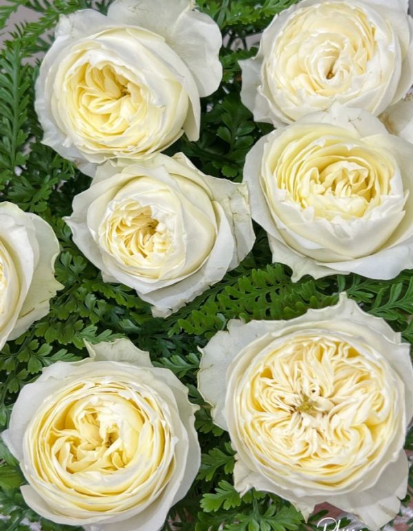 Coldplay Rose 丨Your roses