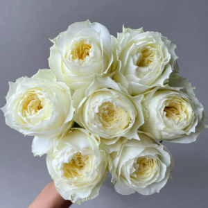 Coldplay Rose 丨Your roses